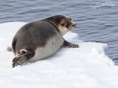 klapmuts_hooded_seal