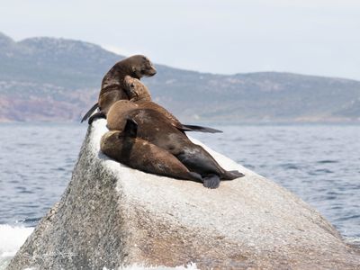 Cape Fur Seal; Simons Town South Africa