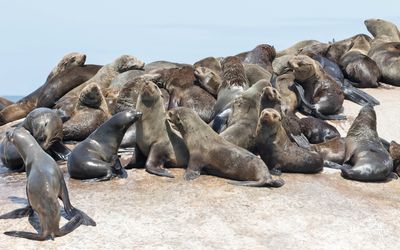 kaapse_pelsrob_cape_fur_seal