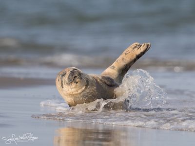 GewoneZeehond-; Harbor Seal Zeeland NL