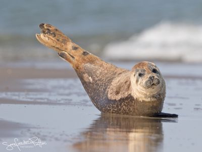 GewoneZeehond-; Harbor Seal Zeeland NL
