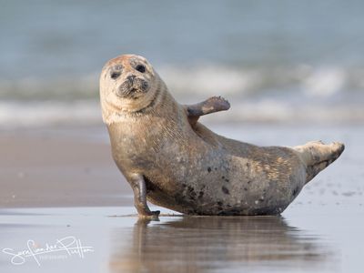 GewoneZeehond-; Harbor Seal Zeeland NL