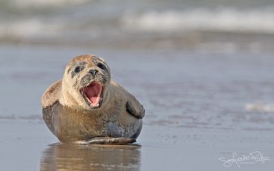 GewoneZeehond-; Harbor Seal Zeeland NL