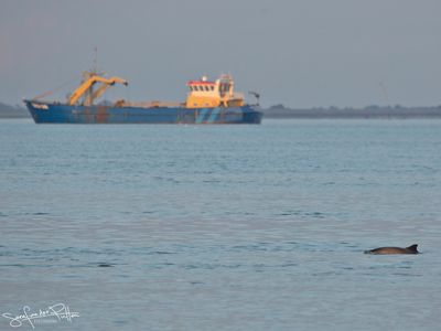 harbour_porpoise_bruinvis