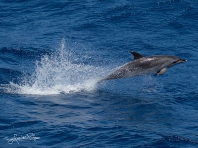 atlantische_vlekdolfijn_atlantic_spotted_dolphin_