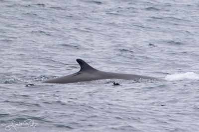 gewone_vinvis_fin_whale