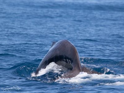 Potvis; Sperm Whale