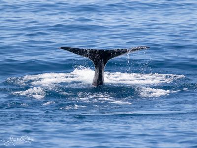 Potvis; Sperm Whale