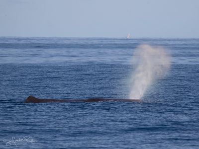 Potvis; Sperm Whale