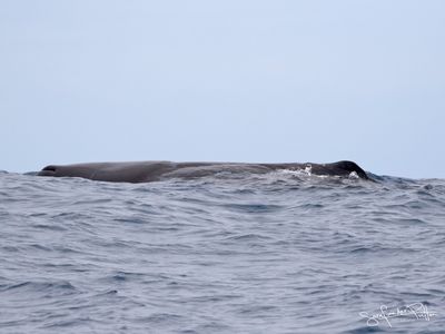 Potvis; Sperm Whale