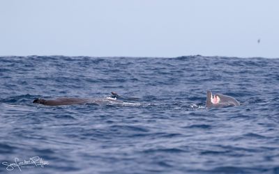 Potvis; Sperm Whale