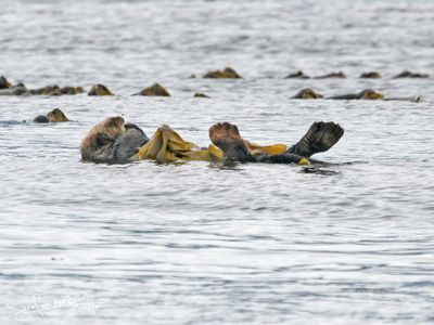 zeeotter_sea_otter