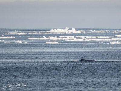 bowhead_whale_groenlandse_walvis
