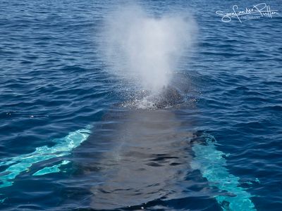 Bultrug; Humpback whale