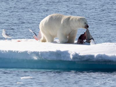 marine mammals of the world