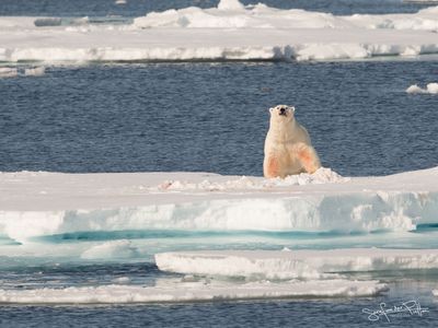 ijsbeer;polar_bear; Greenland pack ice