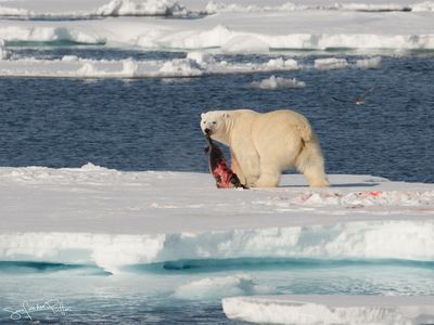 ijsbeer;polar_bear; Greenland pack ice