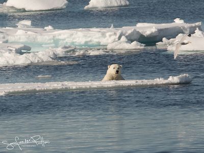 ijsbeer;polar_bear; Greenland pack ice