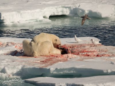 ijsbeer;polar_bear; Greenland pack ice