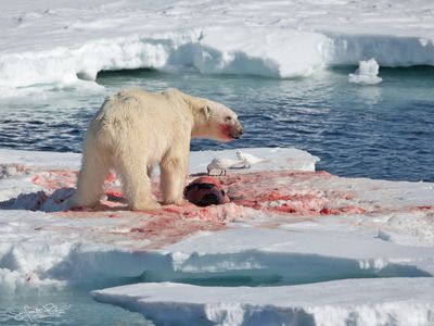 ijsbeer;polar_bear; Greenland pack ice