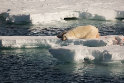 ijsbeer;polar_bear; Greenland pack ice