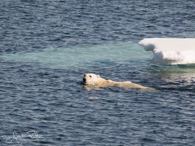 ijsbeer;polar_bear; Greenland pack ice
