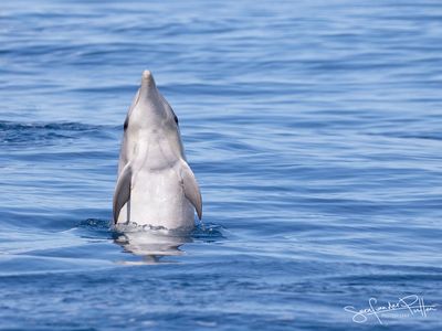 tuimelaar_common_bottlenose_dolphin_
