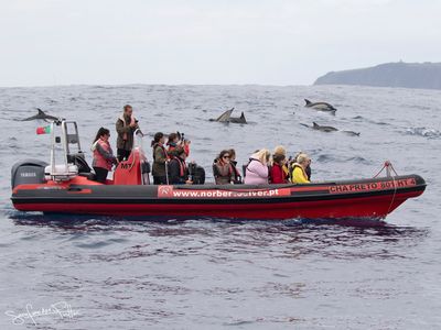 shortbeaked_common_dolphin_kortsnuit_gewone_dolfijn