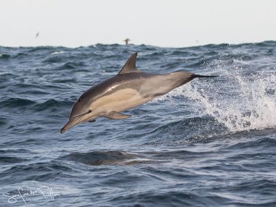 langsnuit_gewone_dolfijn_long_beaked_common_dolphin