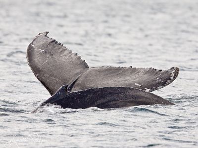 Bultrug; Humpback whale; Iceland