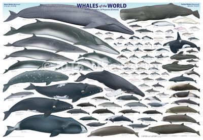whales-of-the-world