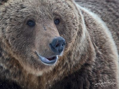Bruine beer; European Brown Bear