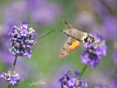 kolibrivlinder;Hummingbird hawk moth