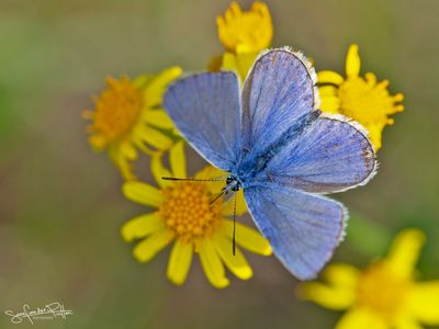 Icarus blauwtje; Common Blue