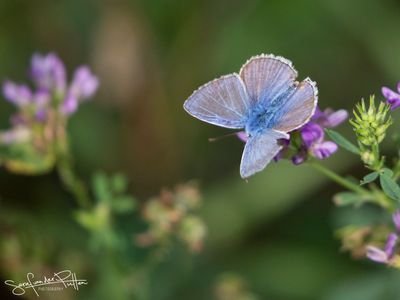 Icarus blauwtje; Common Blue