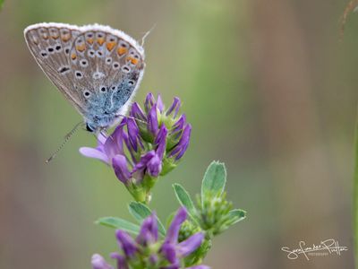 Icarus blauwtje; Common Blue