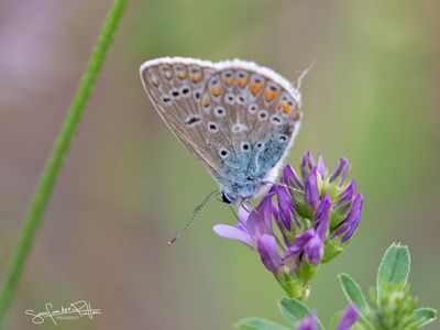 Icarus blauwtje; Common Blue