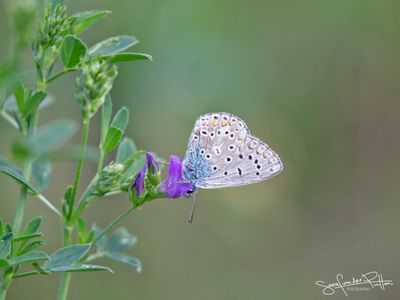 Icarus blauwtje; Common Blue