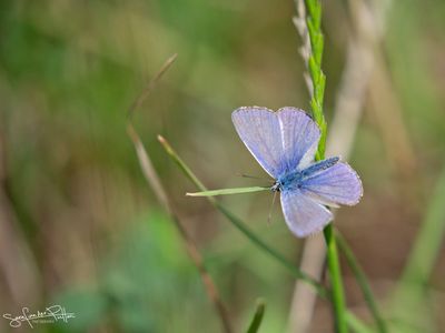 Icarus blauwtje; Common Blue