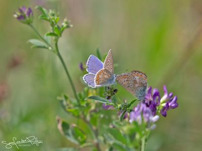 Icarus blauwtje; Common Blue