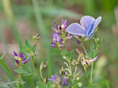 Icarus blauwtje; Common Blue