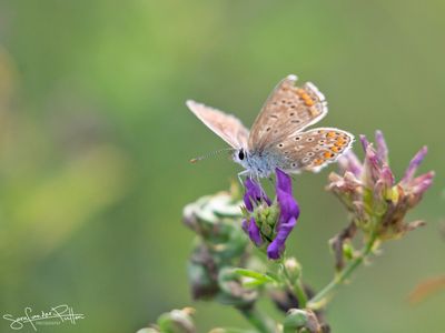Icarus blauwtje; Common Blue