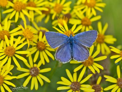 Icarus blauwtje; Common Blue