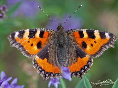 Kleine vos; Small Tortoiseshell 