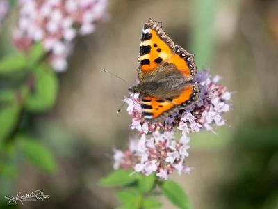 Kleine vos; Small Tortoiseshell 