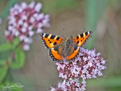 Kleine vos; Small Tortoiseshell 