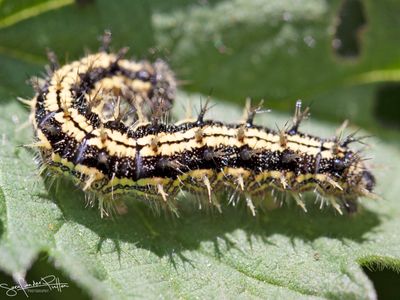 Rups Kleine vos; Small Tortoiseshell caterpillar