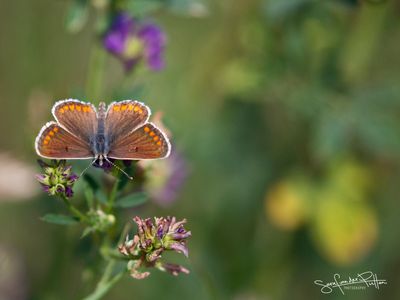Bruin blauwtje ; Brown Argus    
