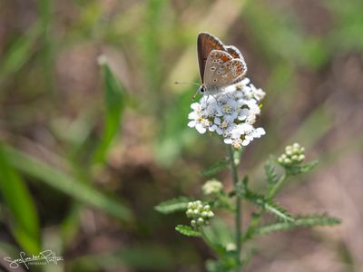 Bruin blauwtje ; Brown Argus    