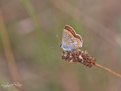 Bruin blauwtje ; Brown Argus    